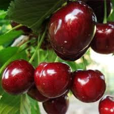 Сажанец черешни Стокатто 2-х лет.