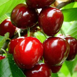 Сажанец черешни « Свитхарт » 2-х летний