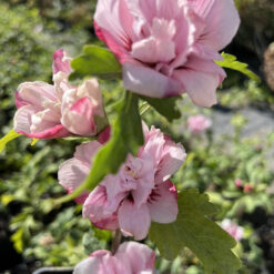 Гибискус сырийськый махровый