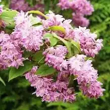 Дейция розовая