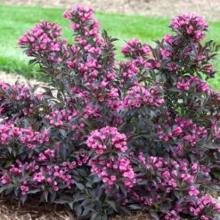 Вейгела Александра