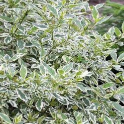 Дёрен белый  Variegata ( Вариегата)