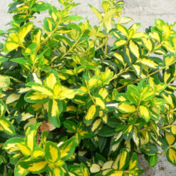 Бересклет Санспот