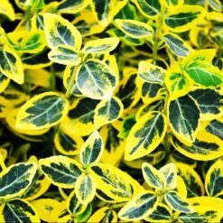 Бересклет форчуна Emerald in Gold (Эмеральд ин Голд)