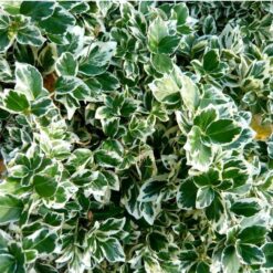 Бересклет форчуна Эмеральд Гаети