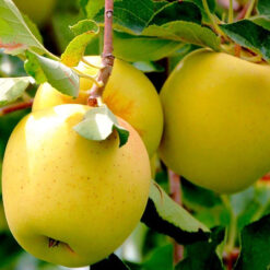 Голден Делишес