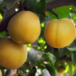 Диплоїдна слива « То че сан"