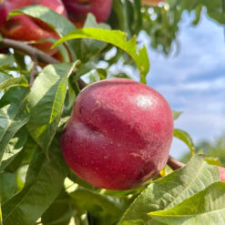 Нектарин Флейвор Топ