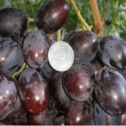 Виноград Шоколадный