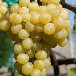 Виноград Мускат Италия