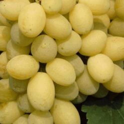 Виноград Лора