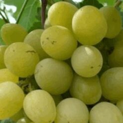 Виноград Супер Экстра