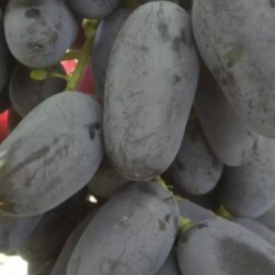 Виноград Натали