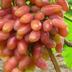 Виноград Преображение