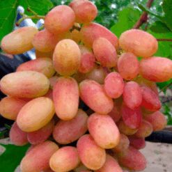 Виноград Юлиан