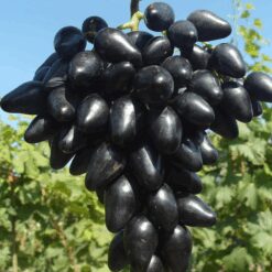 Виноград Чёрный кристалл
