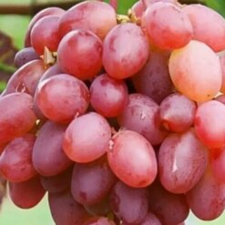 Виноград Гурман