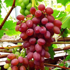 Виноград Кишмиш Лучистый