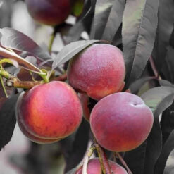Колонновидный персик Бургунди