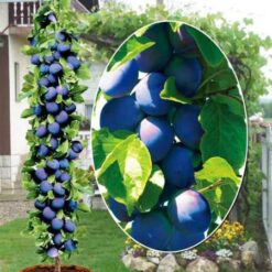 Сливу Блю Свит