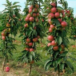 Яблоня колоновидная Триумф