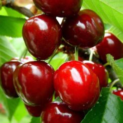 Черешня колоновидная Скарлет