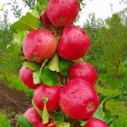 Яблоня колоновидная Валюта