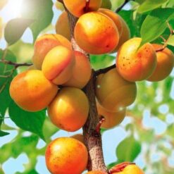 Абрикос колоновидный Голд