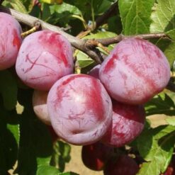 Слива Голивуд