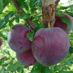 Слива Гигант Бербанк