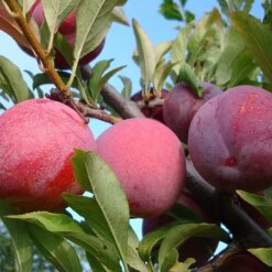 Слива Оцарк Примьер