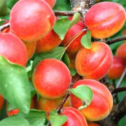 Абрикос Цунами