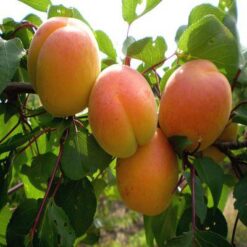 Сажанец абрикоса Мелитопольский ранний