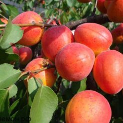 Абрикос Краснощекий