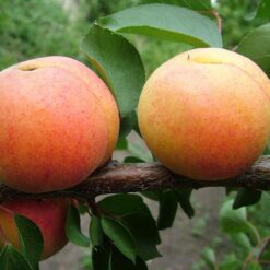 Абрикос Нью-Джерси (NJA 19)