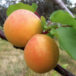 Абрикос Красень Киев