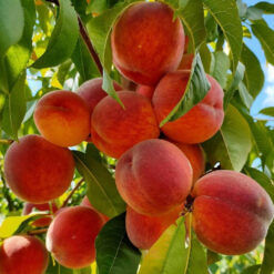 Персик Посол Мира