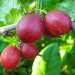 Крыжовник Садко