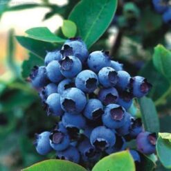 Голубика Блю Голд