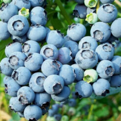 Голубика Блю Кроп