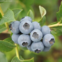 Голубика Река