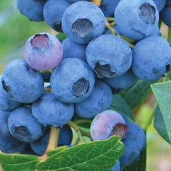 Голубика Ерли Блю