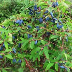 Жимолость сьедобная Рич