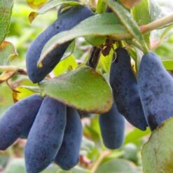 Жимолость сьедобная Нимфа