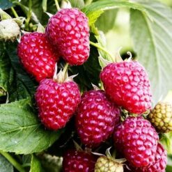 Малина Ремонтантная Пингвин.