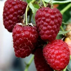 Малина Феномен