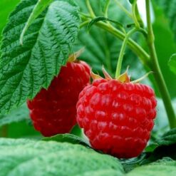 Малина Обыкновенная Метеор