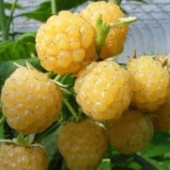 Малина All Gold