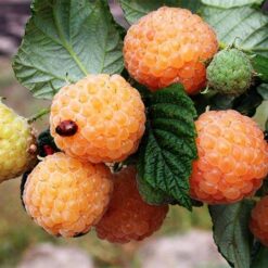 Малина Ремонтантная Утренняя Роса