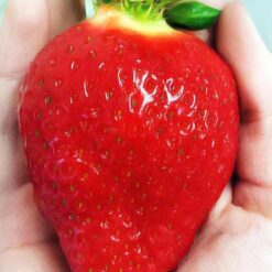 Клубника Альбион